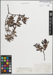 Foto von Salix grandifolia Ser. x Salix purpurea L.